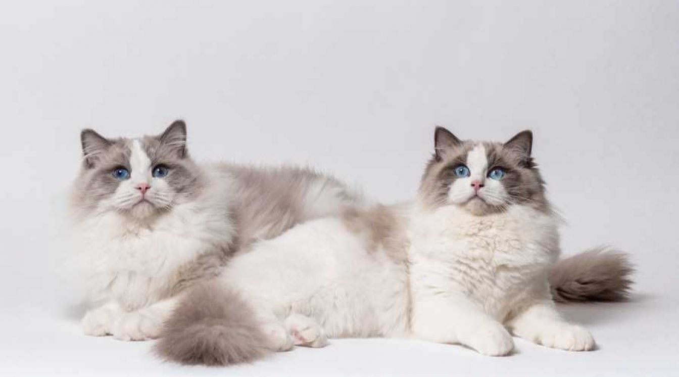 12 Irresistible Ragdoll Mixes That Will Melt Your Heart - Love Your Cat
