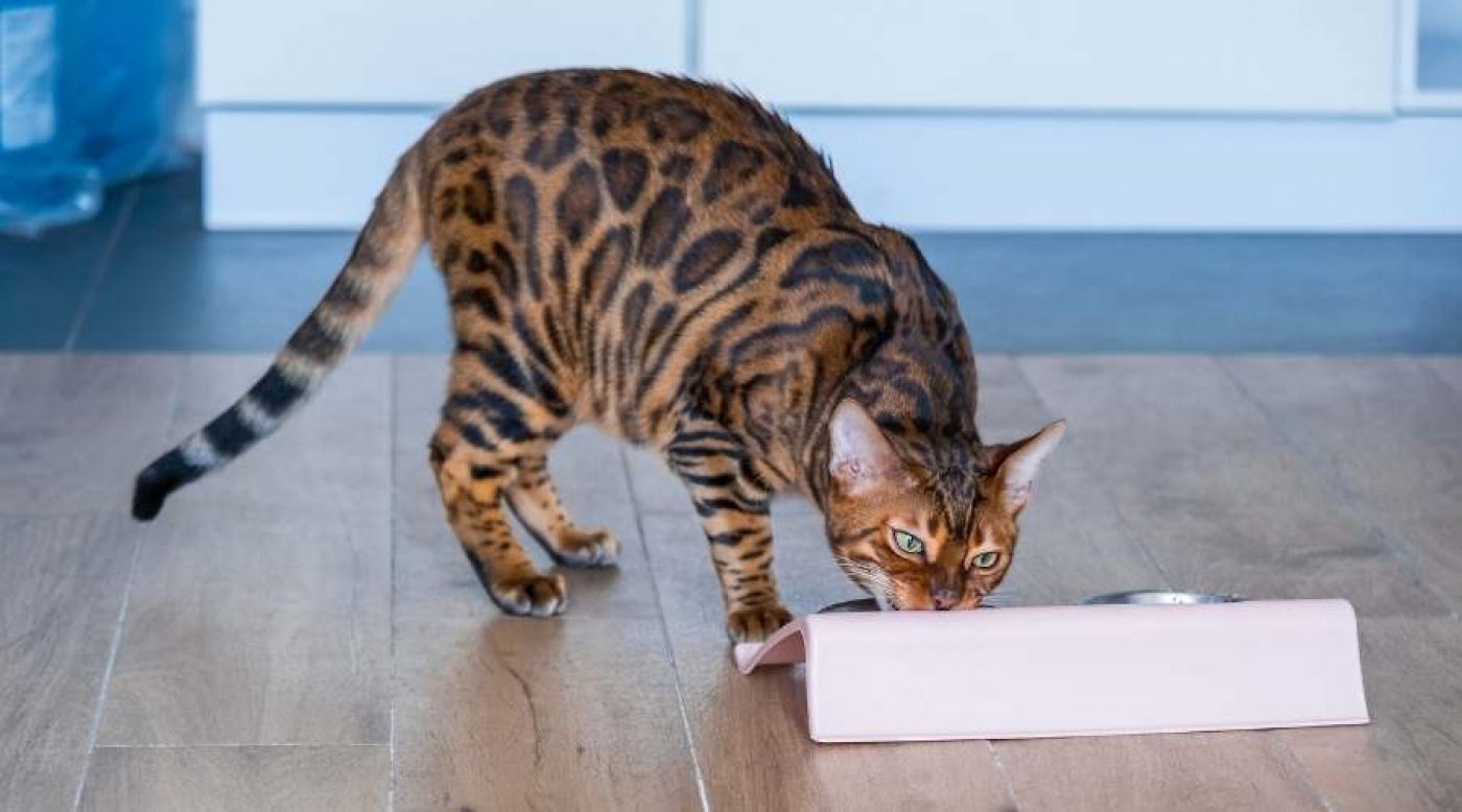 Bengal Cat Size Chart How Big Do Bengal Cats Get? Love Your Cat