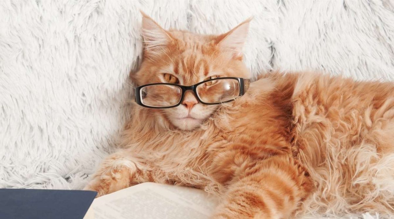 The Maine Coon Meal Plan From Tiny Floof To FullSize Furniture Love