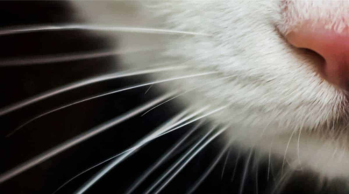 Do Cats Shed Whiskers? Love Your Cat