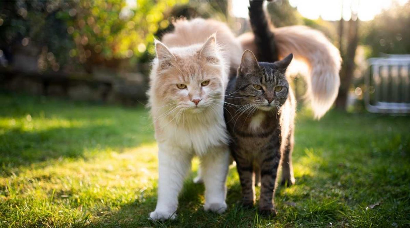 Maine Coon Mixes 11 Adorable Feline Crossbreeds Love Your Cat