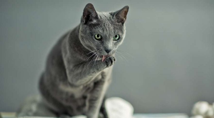 12 Irresistible Ragdoll Mixes That Will Melt Your Heart - Love Your Cat