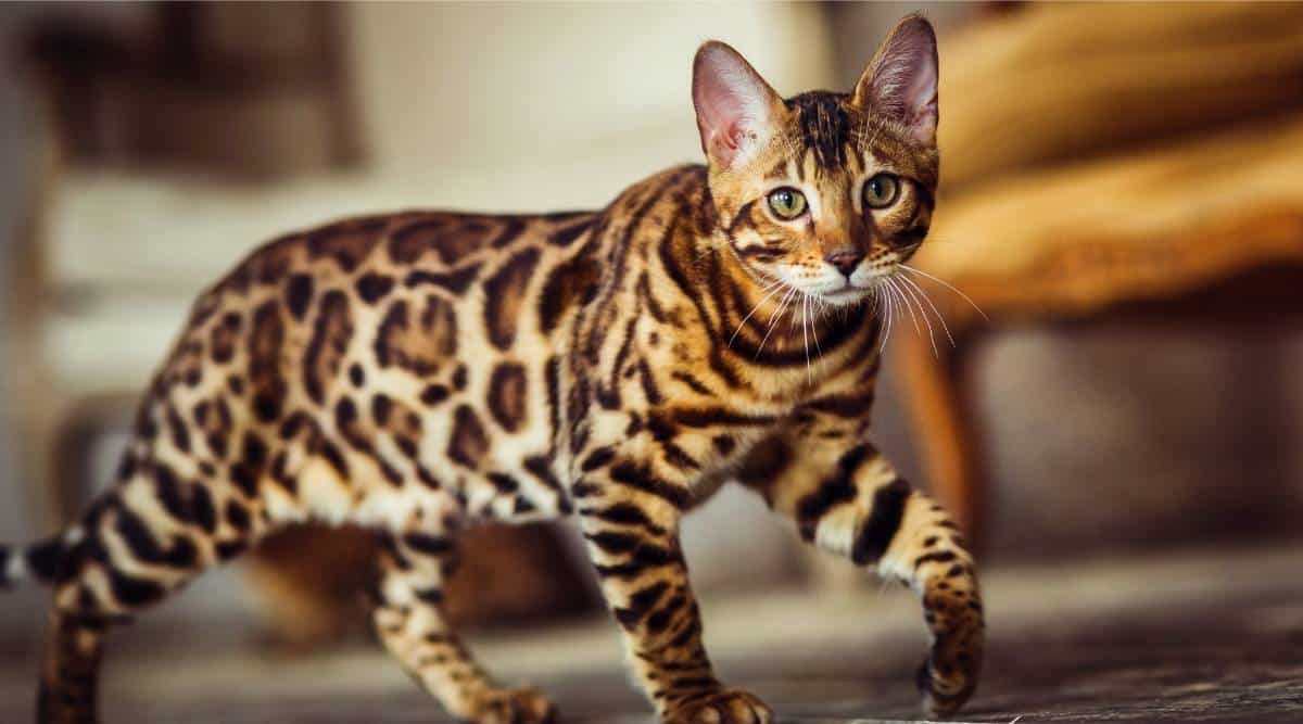 Bengal Cat Breed Profile Care Traits Facts More Love Your Cat
