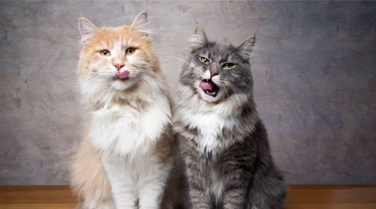 2 Maine Coon cats sitting