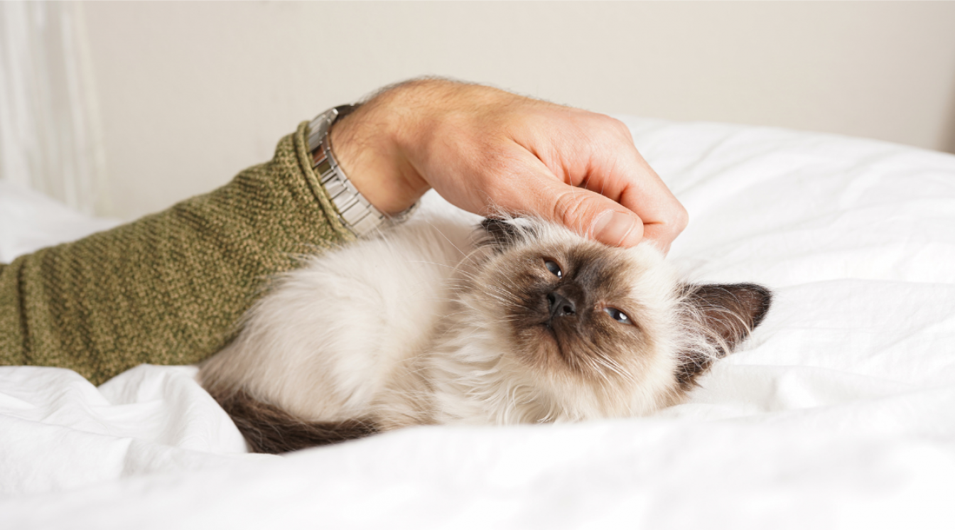 Ragdoll Siamese Mix: Traits, Facts, & Habits - Love Your Cat