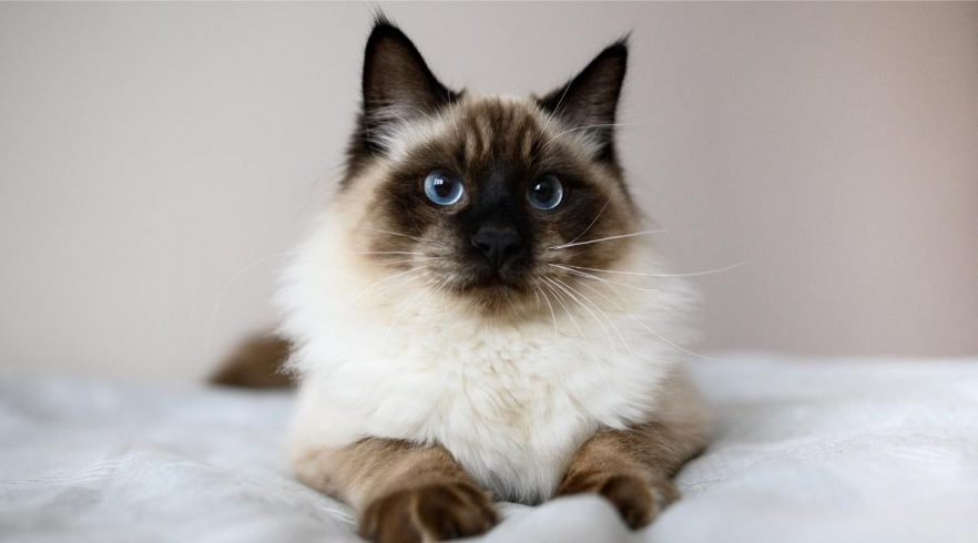 Seal Point Ragdoll Cat Breed Overview: Traits, Variations & More - Love ...