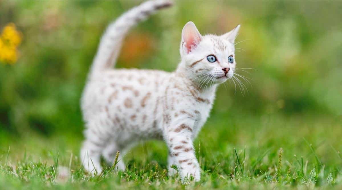 Snow Bengal Cat Breed Overview Traits Variations More Love Your Cat