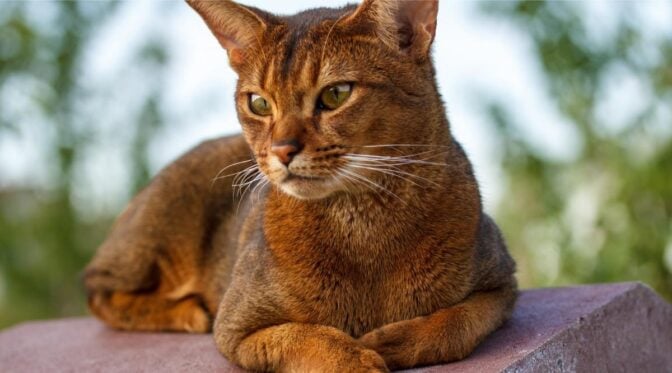 Abyssinian Tabby Mix: Traits, Facts, & Habits - Love Your Cat