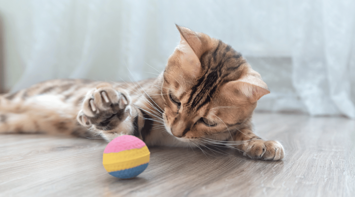 Best Toys For Bengal Cats Love Your Cat