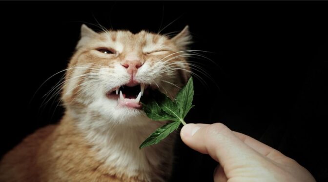 Image showcasing What To Do If Your Cat Eats Weed & Other Dangers Of Marijuana