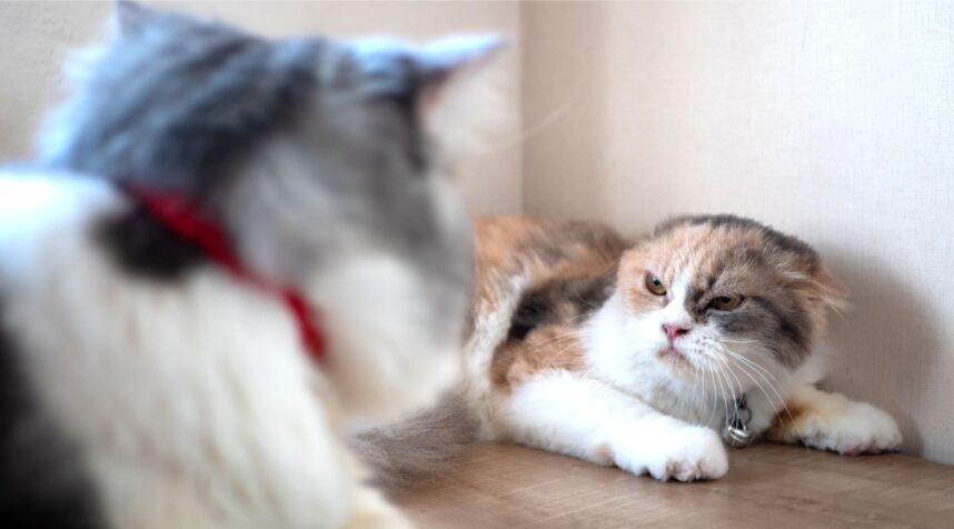 Love At First Hiss? How To Tell If Two Cats Will (Eventually) Get Along