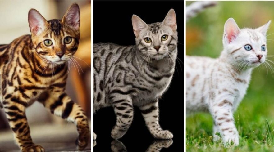 Bengal Cat Colors Love Your Cat Bengal Cat Colors Love Your Cat