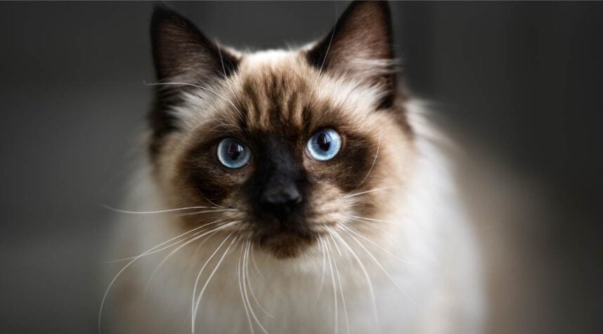 12 Irresistible Ragdoll Mixes That Will Melt Your Heart - Love Your Cat
