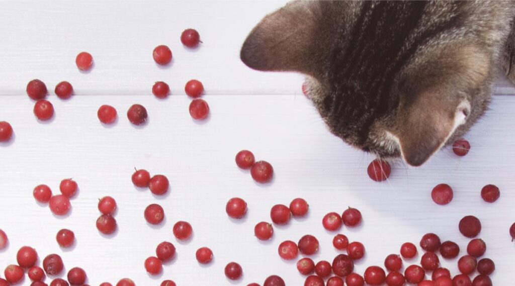 Picture of Can Cats Eat Cranberries? - Love Your Cat