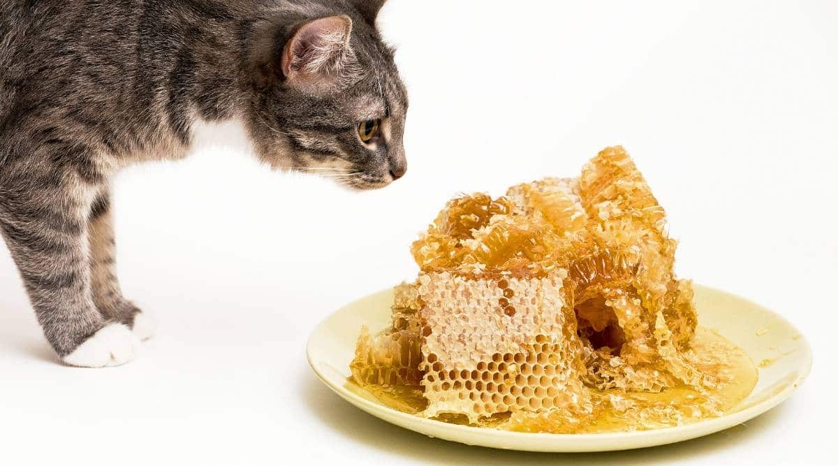 Can Cats Have Honey? Is It Safe For Cats To Eat Honey? - Can Cats Have Milk With Honey