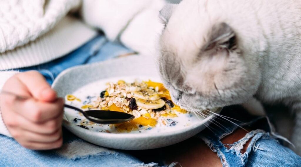 Can Cats Have Oat Milk? - Love Your Cat