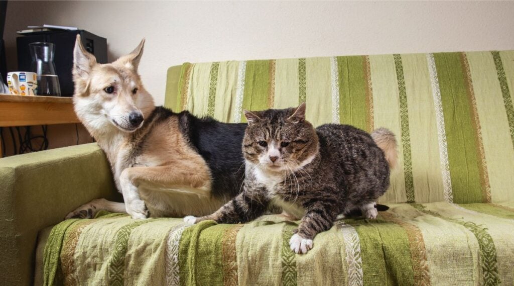 Dog and cat scared of each other on sofa.
