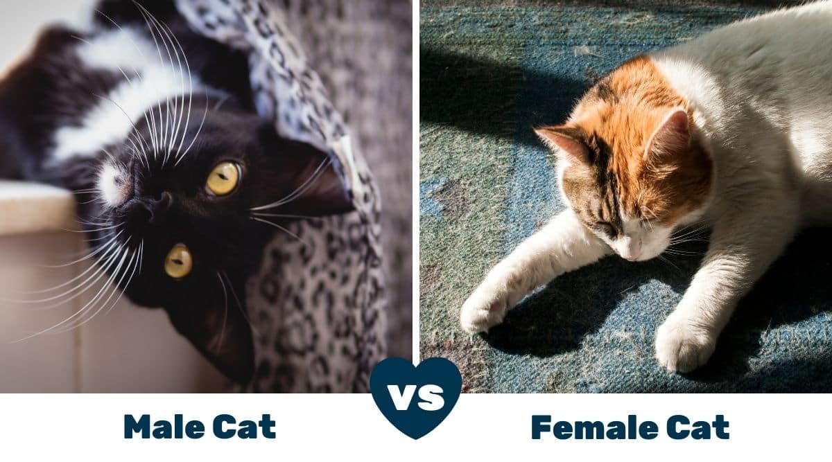 Male Cats vs Female Cats: Pros And Cons - Love Your Cat