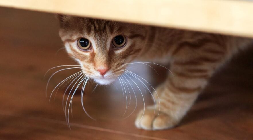 Eventual Cat Love At First Hiss? How To Tell If Two Cats Will (Eventually) Get Along