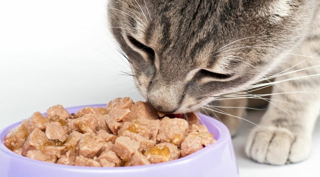 Cat eating Applaws Cat Food up close
