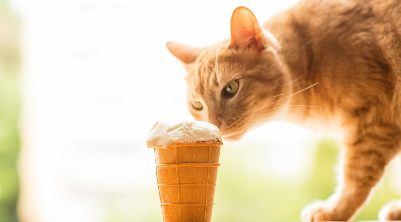 food-names-for-cats-350-sweet-savory-spicy-funny-ideas-love