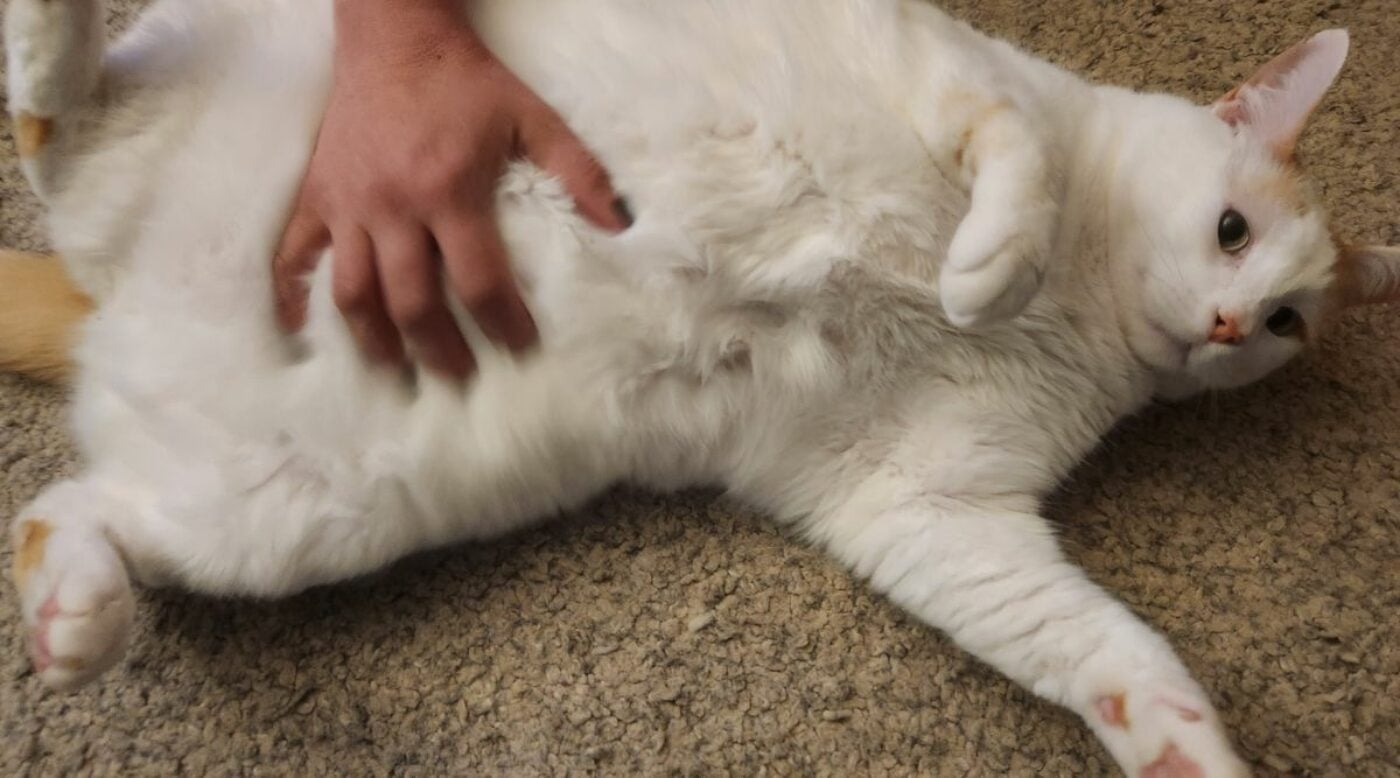 Do Cats Have Belly Buttons? The Tiny Secret Most Cat Owners Miss - Love ...