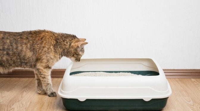 View of Freshen Up: 7 Best Cat Litter Odor Eliminators Revealed - Love Your Cat