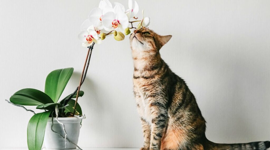 Are Orchids Poisonous To Cats? - Love Your Cat