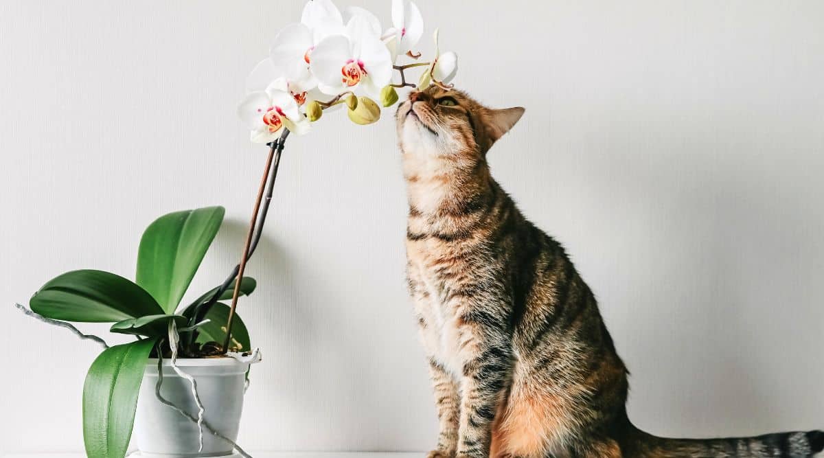 Gallery Detail: Are Orchids Poisonous To Cats