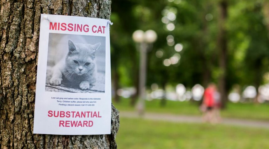 Why Do Cats Run Away? My Cat’s Escape Story And 7 Things You Should ...