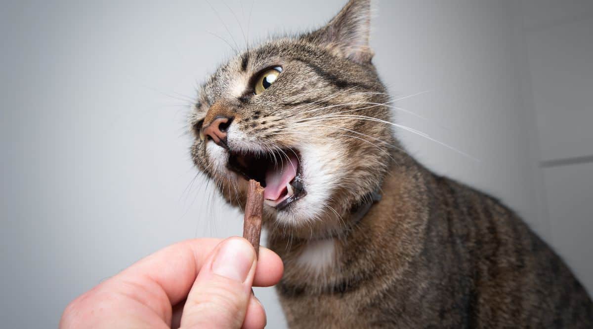 Best Dental Treats For Cats For Dental Hygiene, Fresh Breath, & Tarter