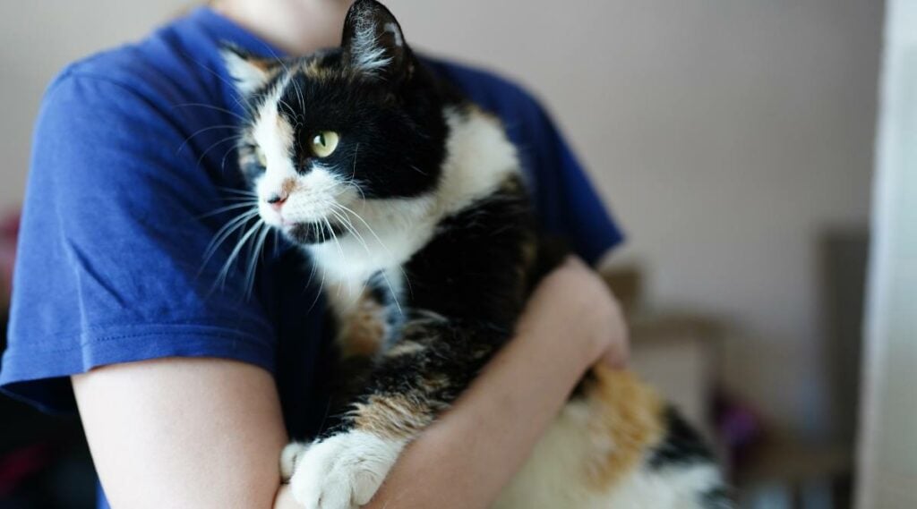 Sad cat looking out the window while person holds them