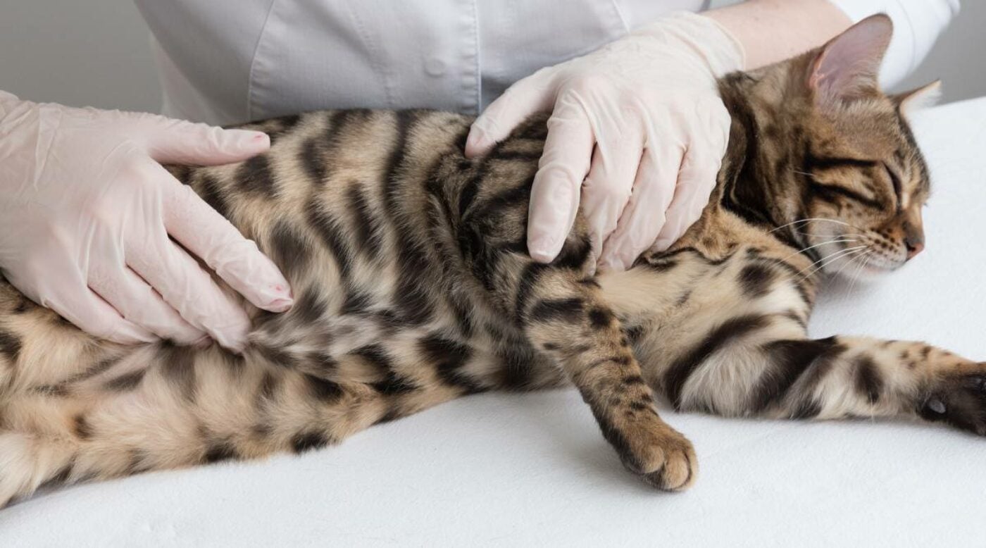 Photo inspiration: Bengal Cat Nail Health Problems Reference: Smart Owners Know These 10 Bengal Cat Health Issues
