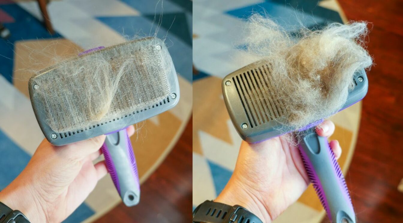 Best Brush For Maine Coons Love Your Cat
