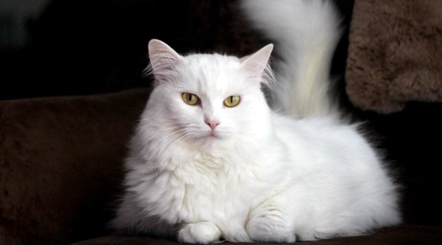 12 Irresistible Ragdoll Mixes That Will Melt Your Heart - Love Your Cat