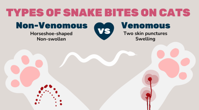 Snake Bite On Your Cat: What To Do When Every Second Counts - Love Your Cat