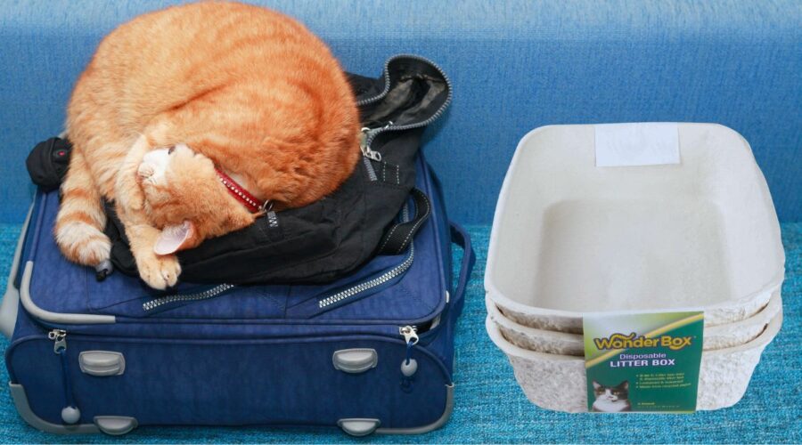 Best Travel Litter Box For Cats Love Your Cat