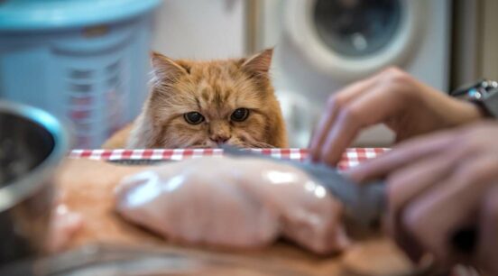 Homemade Cat Food: What To Know + 8 Vet-Inspired Recipes For Meals & Treats - Cat Counter Food Guide