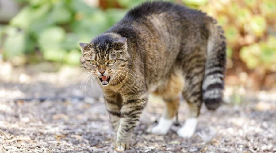 European Shorthair Cat Breed Profile: Care, Traits, Facts & More - Love ...
