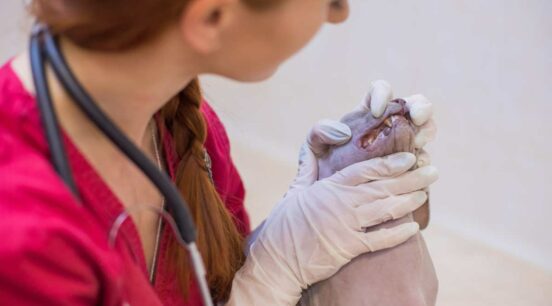 The Most Common Sphynx Cat Health Issues - Love Your Cat
