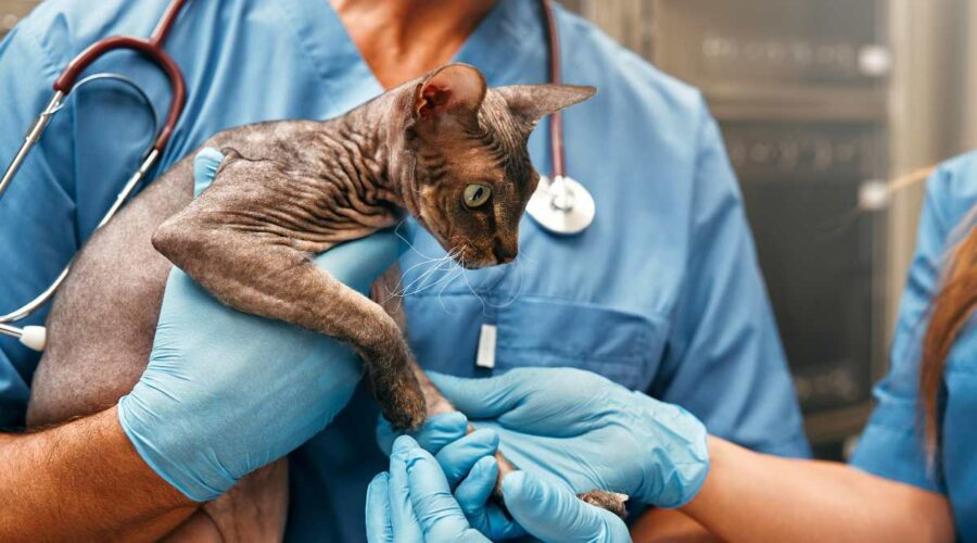 The Most Common Sphynx Cat Health Issues - Love Your Cat