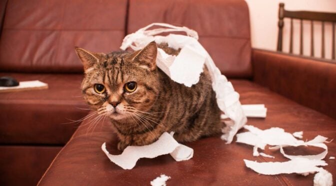 How To Discipline A Cat Without Yelling: 8 Tricks That Actually Work ...