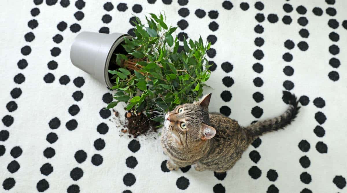 Curated visual reference: Gallery Detail: How To Discipline A Cat Without Yelling 8 Tricks That