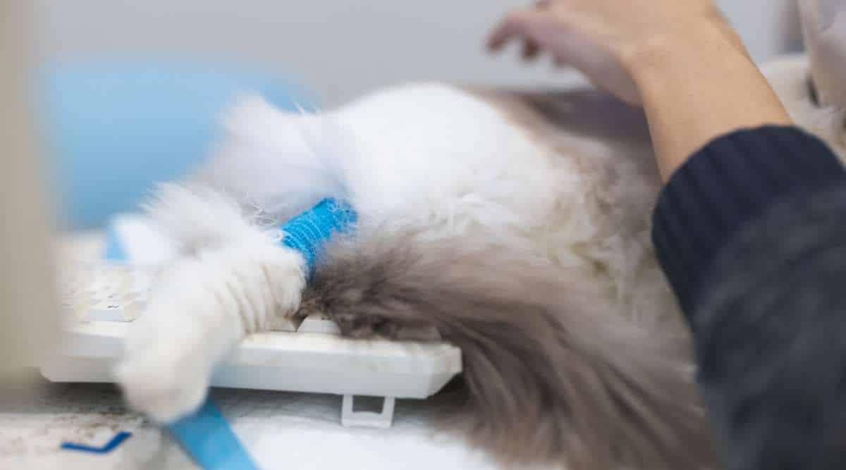 The Most Common Ragdoll Cat Health Issues - Love Your Cat
