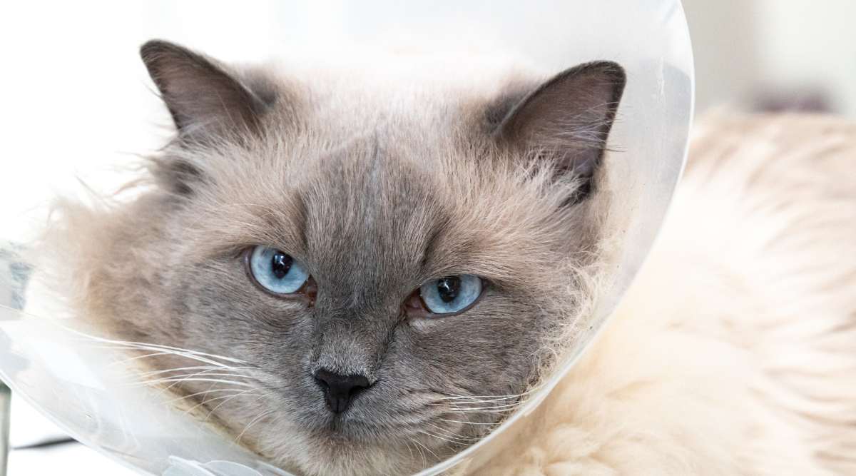 The Most Common Ragdoll Cat Health Issues - Love Your Cat