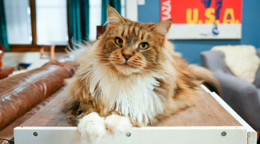 maine-coon-temperament-personality-traits-love-your-cat