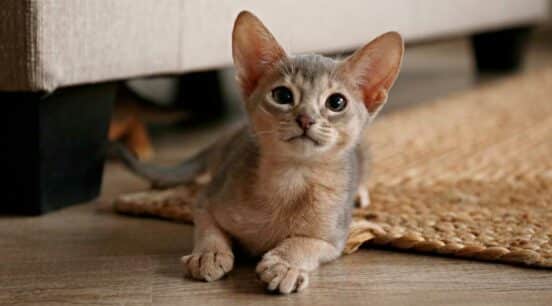 Abyssinian Cat Colors: 7 Standard & Rare Varieties - Love Your Cat
