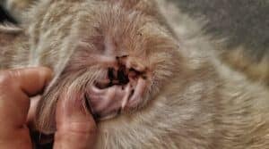 Cat Ear Mites vs Wax: What's The Black Stuff In My Cat's Ears? - Love ...
