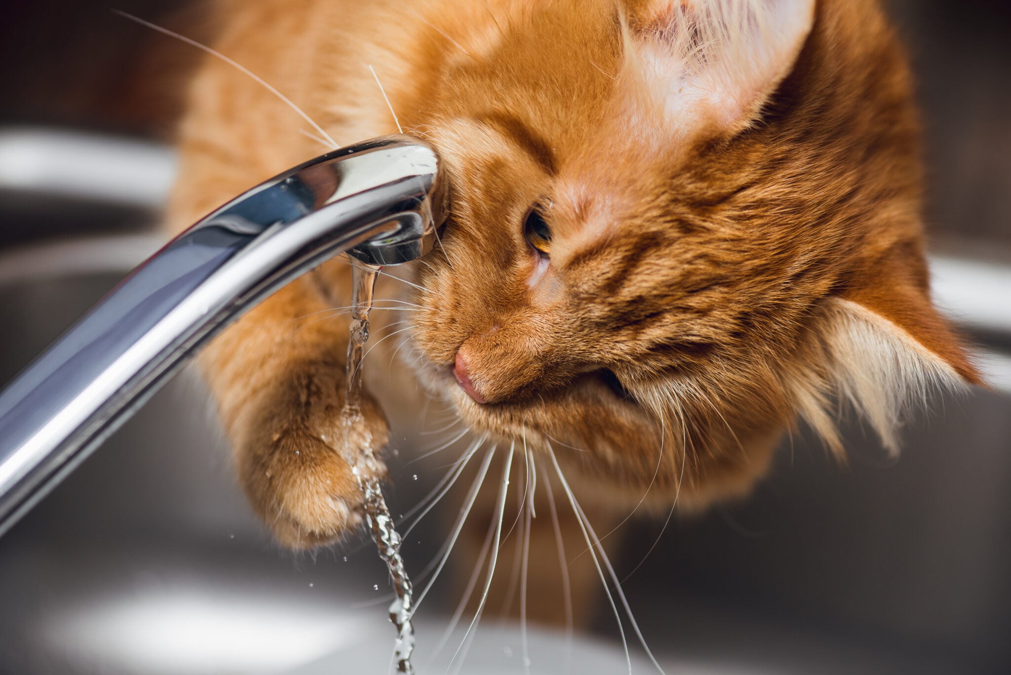 Why Does My Cat Paw At Water? It’s Not Just Being Weird - Love Your Cat