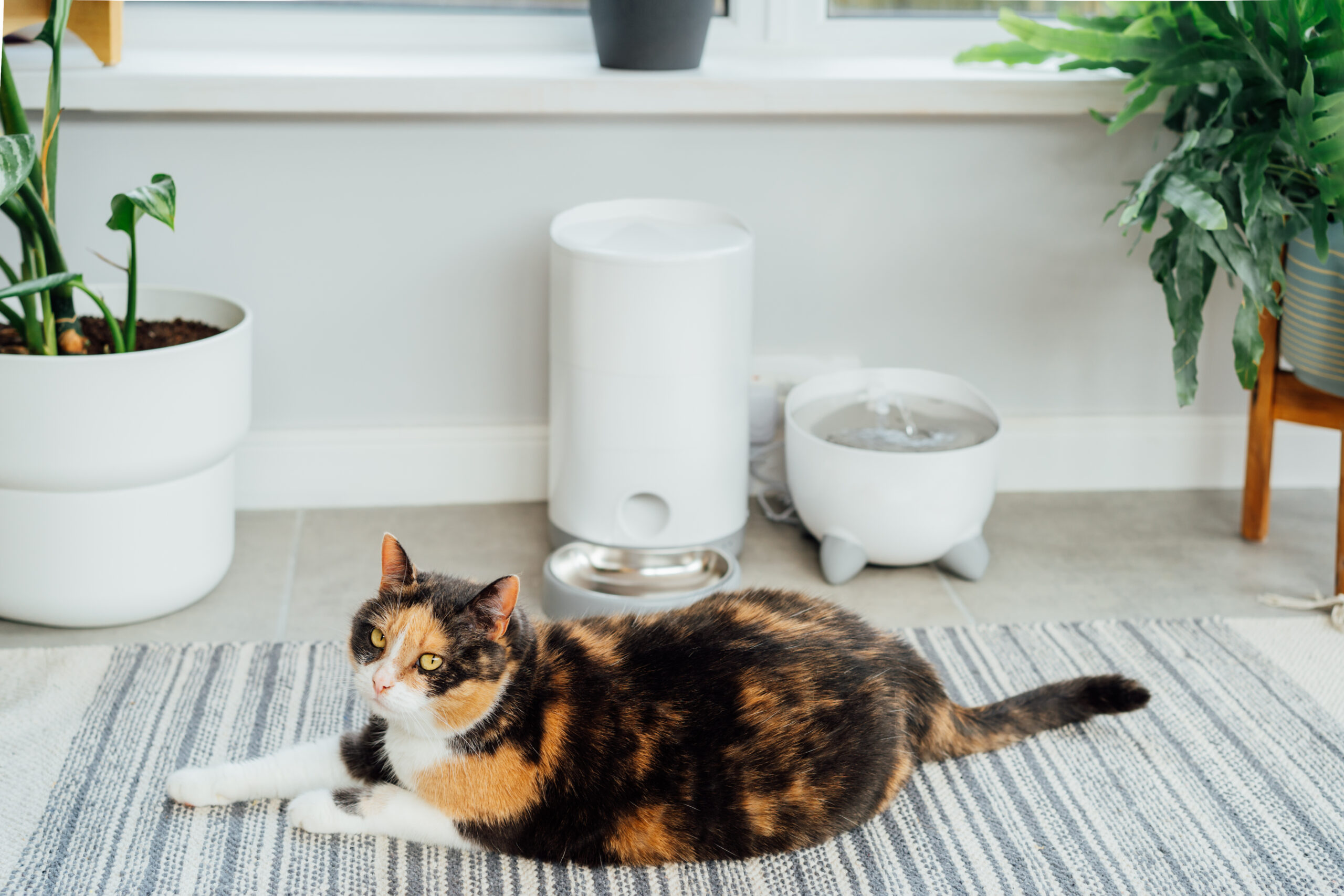Well-fed multicolor cat waiting for food near smart feeder gadget with water fountain and dry food dispenser in cozy home interior.